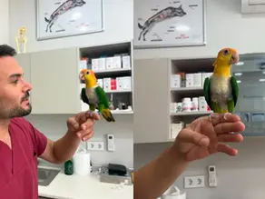 Muhabbet Kuşlarında Kanat ve Ayak Kırıkları: Nasıl Anlaşılır ve Ne Yapılmalı?