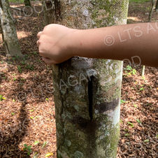 © LTS AGARWOOD.jpeg