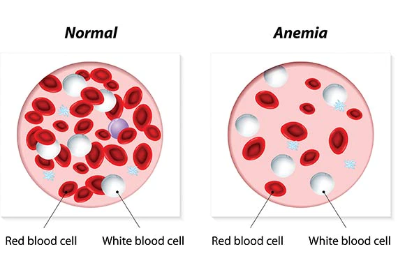 anemija pas mačka konj nizak hematokrit