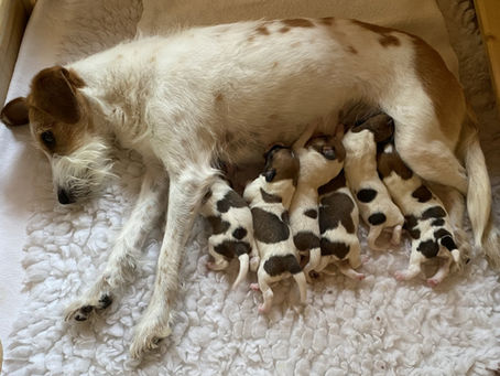 Die Welpen sind da! 🐾