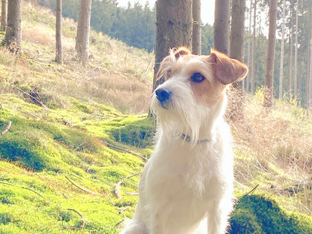 Wurfplanung 2026: Wurf B.