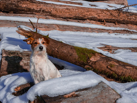 Wurfplanung 2026: Wurf B.