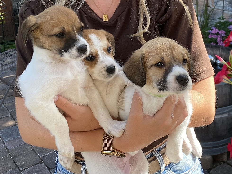 Bella Beere, Berta Brösel und Billa