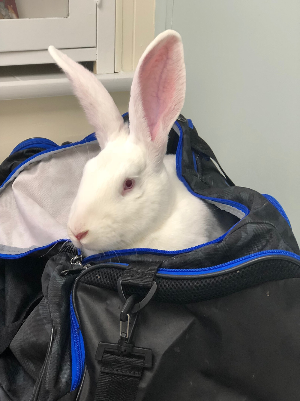 pet rabbit in a bag at exotic vet, long island NY