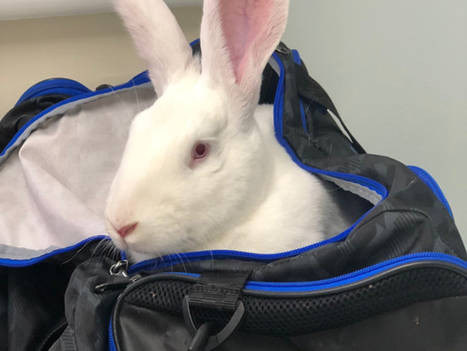 Advice from a Vet: 3 Tips for Keeping Your Pet Safe While Traveling