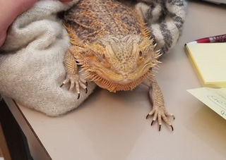 Pet Bearded Dragon Care Long Island Avian Exotic Vet Clinic
