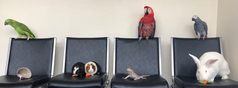 Birds and small pets on chairs