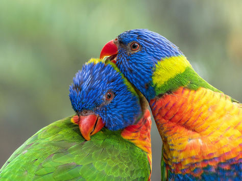 Two vibrant rainbow lorikeets, with blue, green, yellow, and red feathers, nuzzle affectionately against a soft, blurred background.