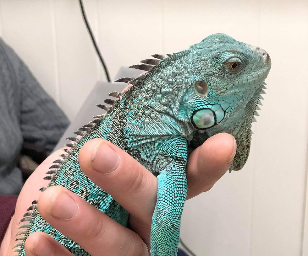 iguana care guide | iguana vet | new york