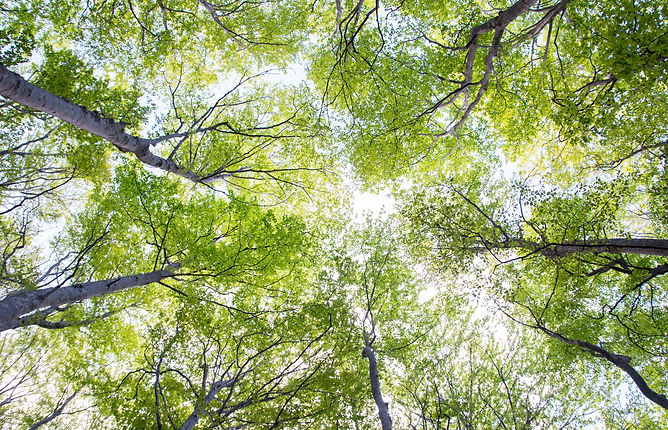 PLANT A TREE CLOTHING
