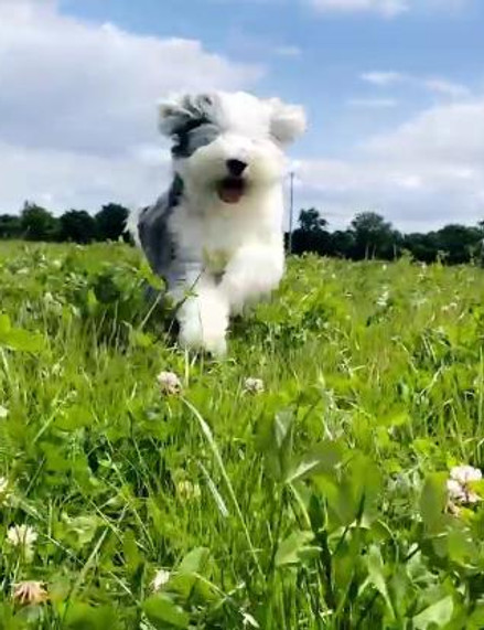 Happy dog running freely in grass