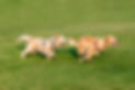 two-golden-retriever-running-grass.jpg