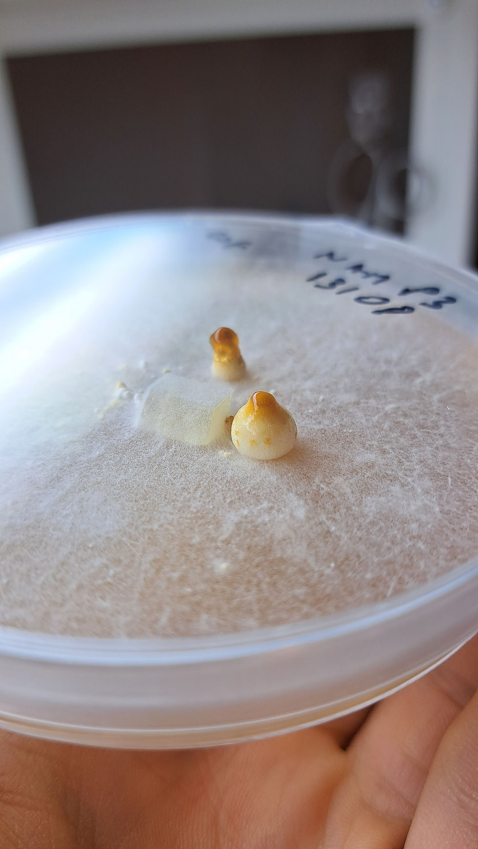 Thumbnail: Living Mycelium Cultures