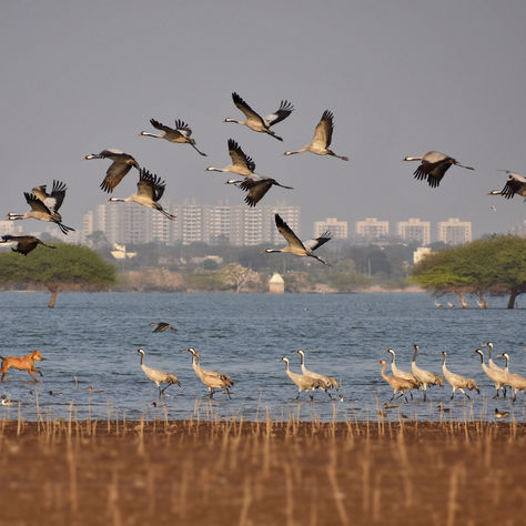 Man-made Threats to Wildlife