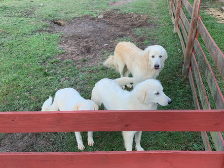 This love bug graduated puppy class with flying colors and one of the top puppies in training!