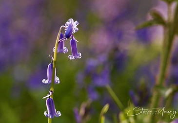 Bluebells in Reigate, Surrey