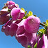 Foxglove 1.jpg