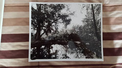 Forest Part 2