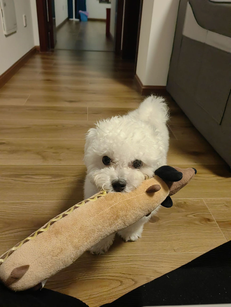 Thumbnail: Hot dog toy