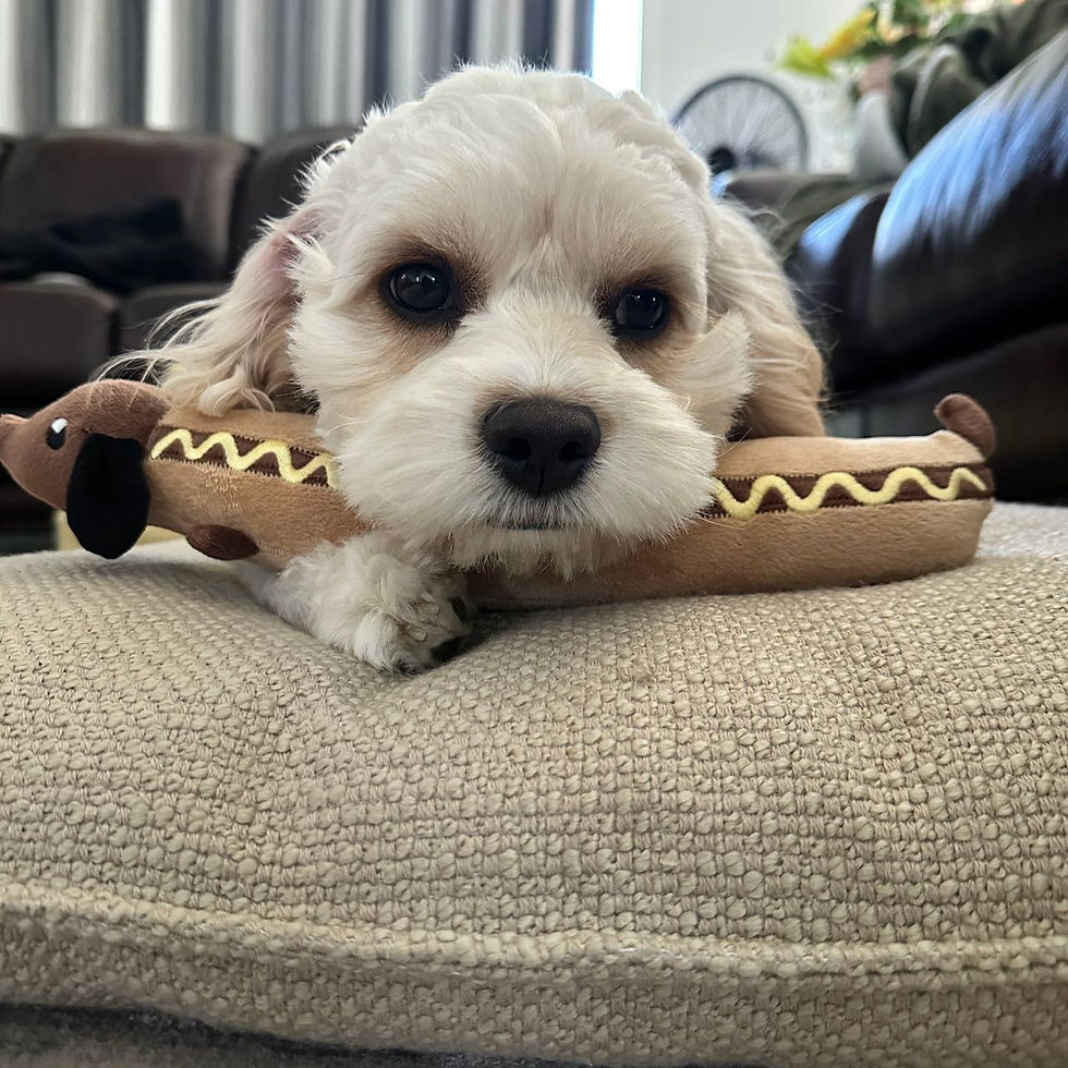 Thumbnail: Hot dog toy