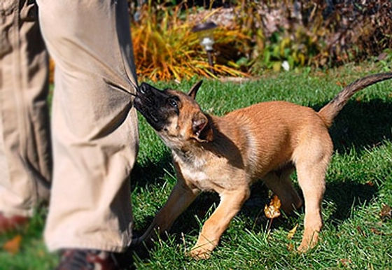 como hago para que mi perro deje de jugar en el bebedero