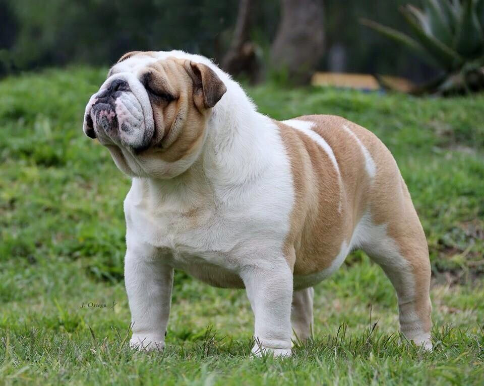 Bull Dog Ingles / Cuidados Básicos