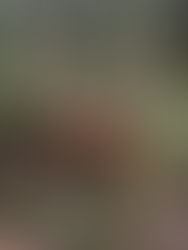 Amanita mascaria im natürlichen Habitat