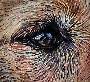 Porridge-Labrador-Portrait-Dog-Canines-o