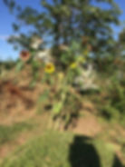 jardins suspendus perrache - - tournesol