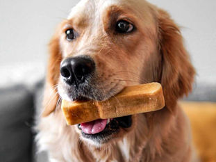 Vet-Approved Dog Dental Care for a Longer Life