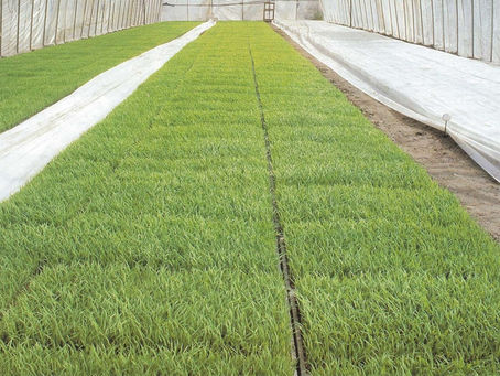 農作物の良きパートナー「ユニチカ ラブシート」