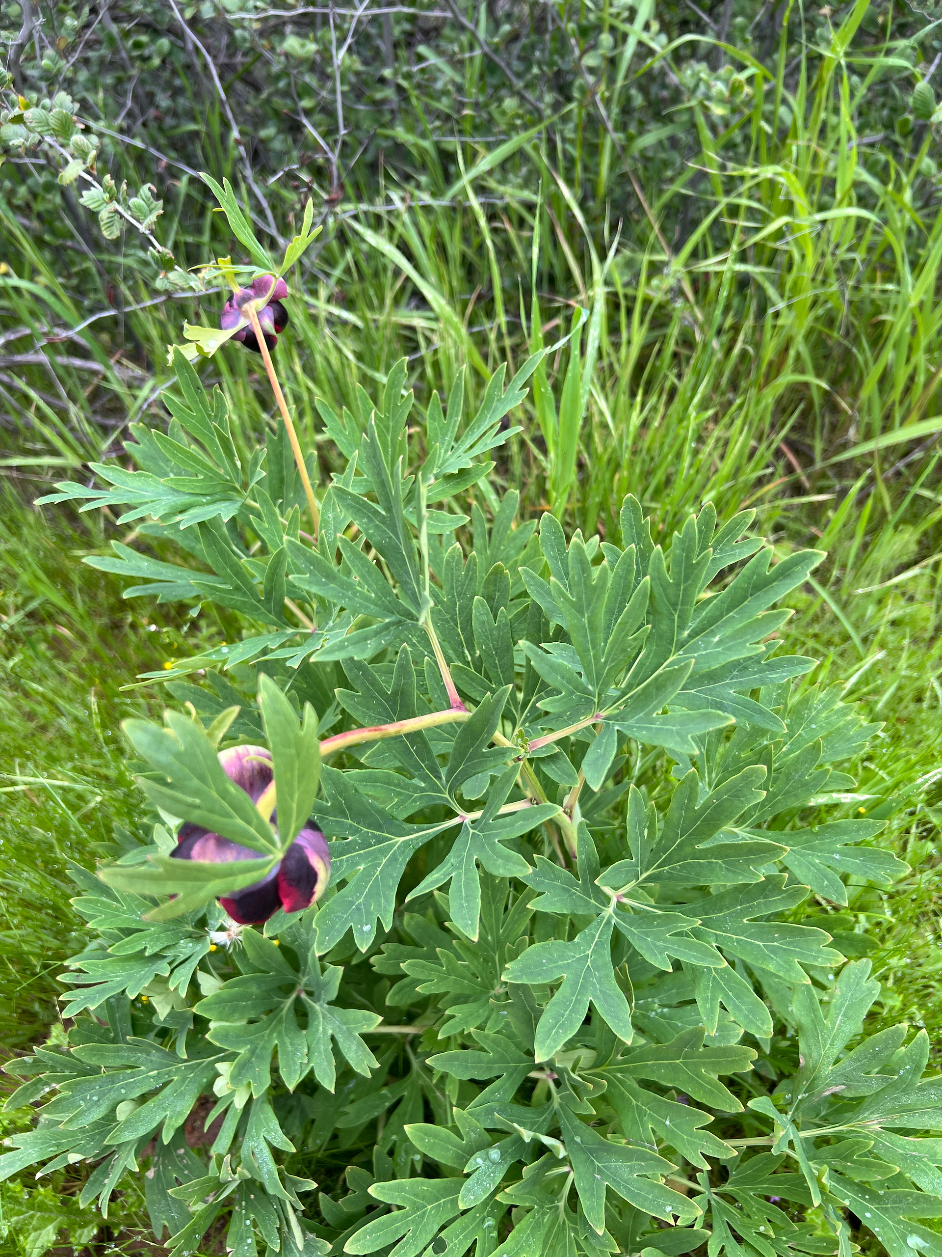 Photograph of California Peony leaves
