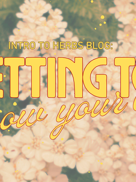 Intro to Herbs Blog: Getting to Know Your Body with flowers in the background