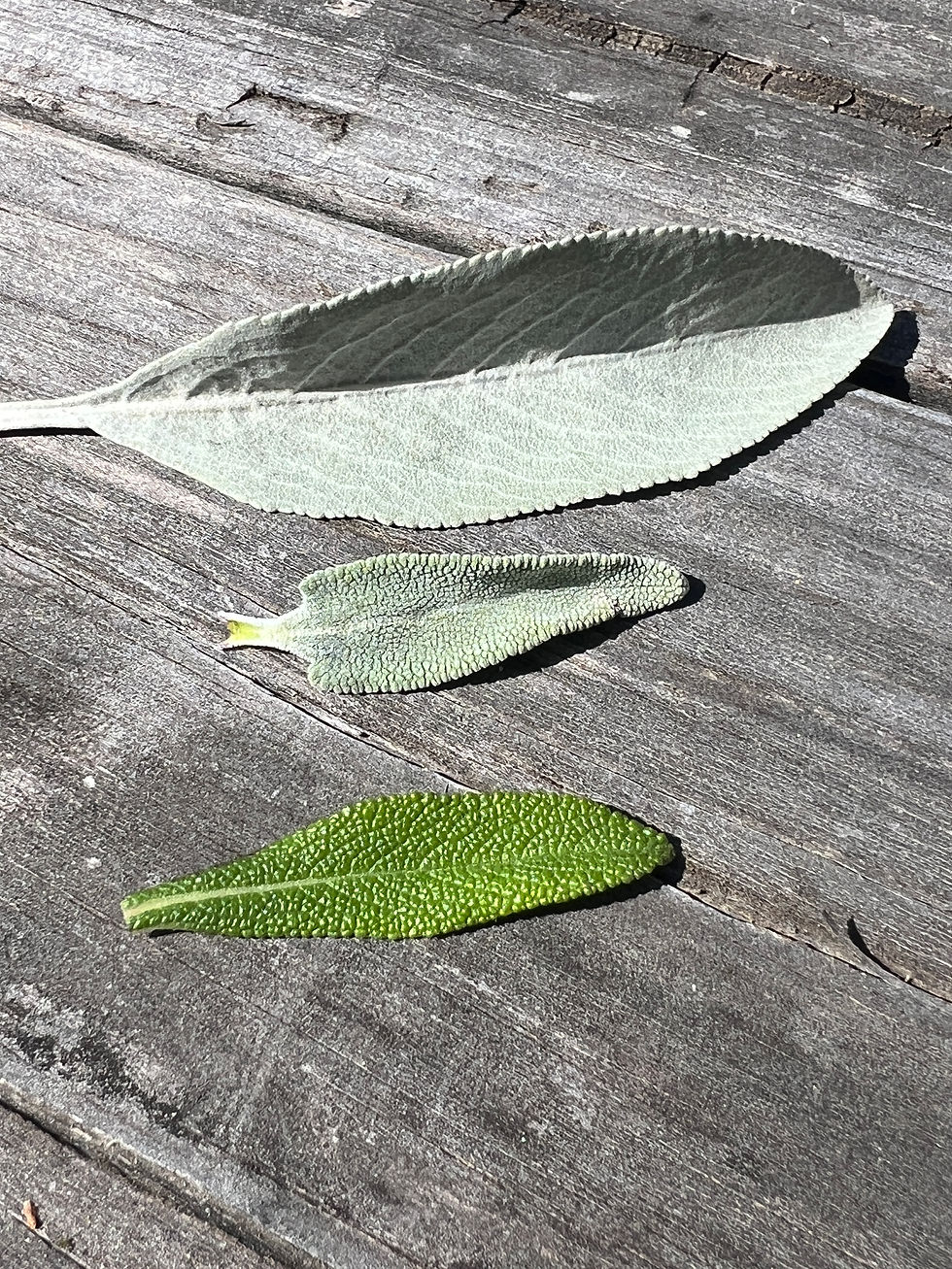 A photograph of three sage leaves laying on a table