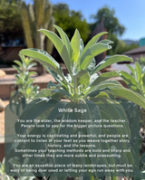 White Sage  You are the elder, the wisdom keeper, and the teacher.  People look to you for the bigger picture questions.  Your energy is captivating and powerful; and people are content to listen at your feet as you weave together story, history, and life lessons.  Sometimes your teaching methods are bold and sharp and other times they are more subtle and unassuming.   You are an essential piece of many landscapes, but must be wary of being over used or letting your ego run away with you.