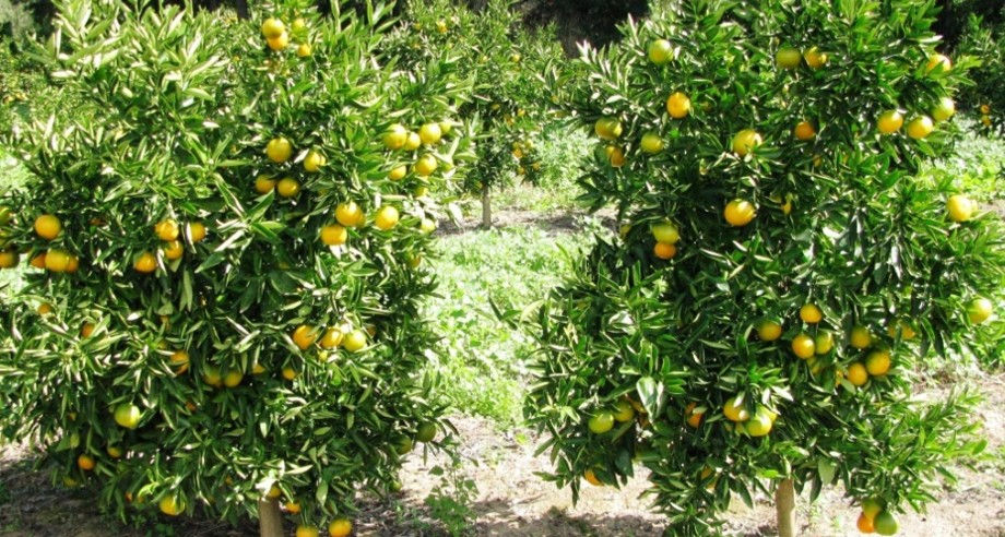 Citrus_Slide 8_C4L.jpg