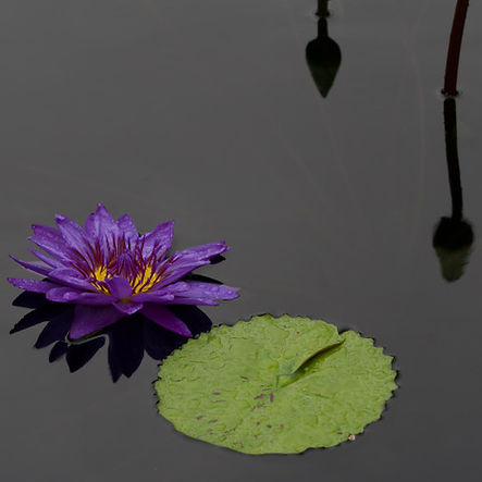 1-Water lilly bloom and pad.jpeg
