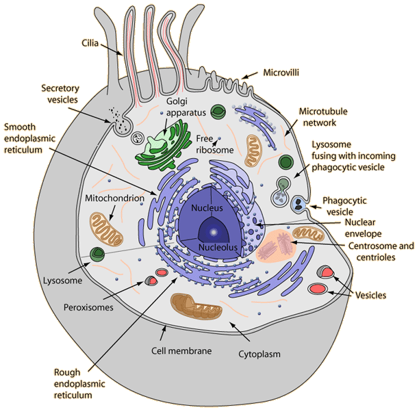 Human Cell