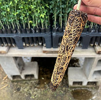 WhatsApp Image 2025-06-21 at 4.06.37 PM.jpeg