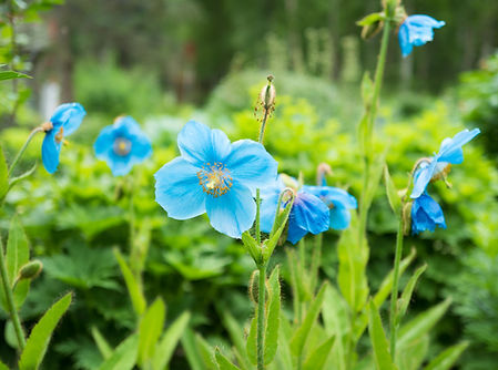 alaska botanical garden2