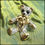 Thumbnail: Swarovksi Crystal Gold Teddy Bear Pin
