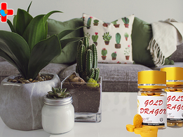 골드드래곤 가격, 지구력과 스테미나, 그리고 연인관계에서의 자신감