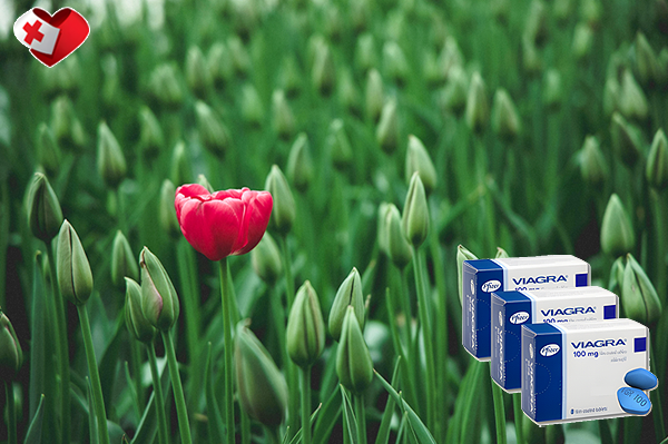 약국 비아그라 가격, 그리고 진짜 가치를 생각하다