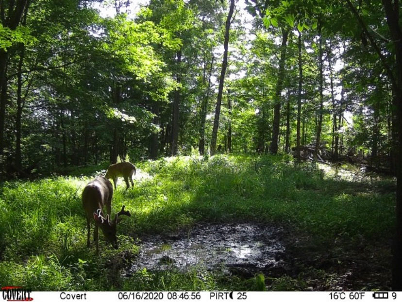 Thumbnail: Hole Punch Whitetail Attractant ™️