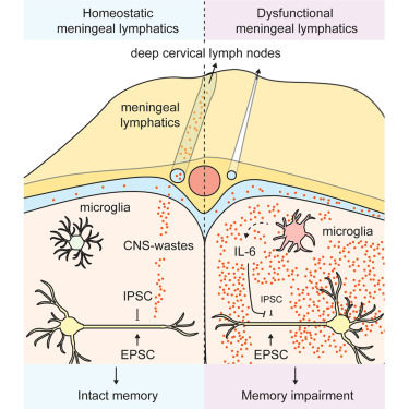 memory rejuvenation