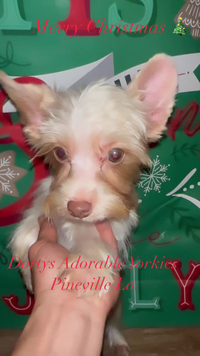 Chinese Crested Powder Puff Terrier Mix Powder Puff Newest