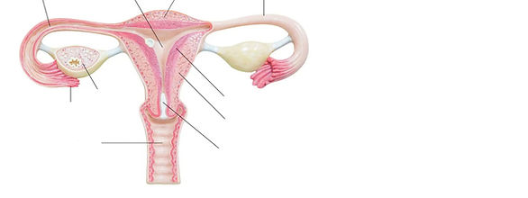 Eggrás (A4 (Landscape))_edited.jpg