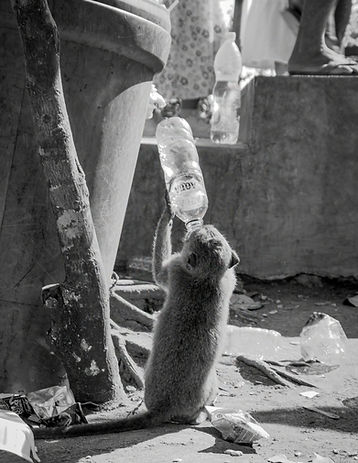 Monkey drinks from plastic water bottle next to bin 