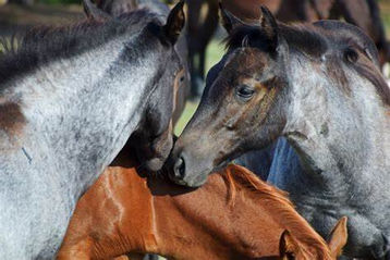 Horse Thieves - John Murrell's gang