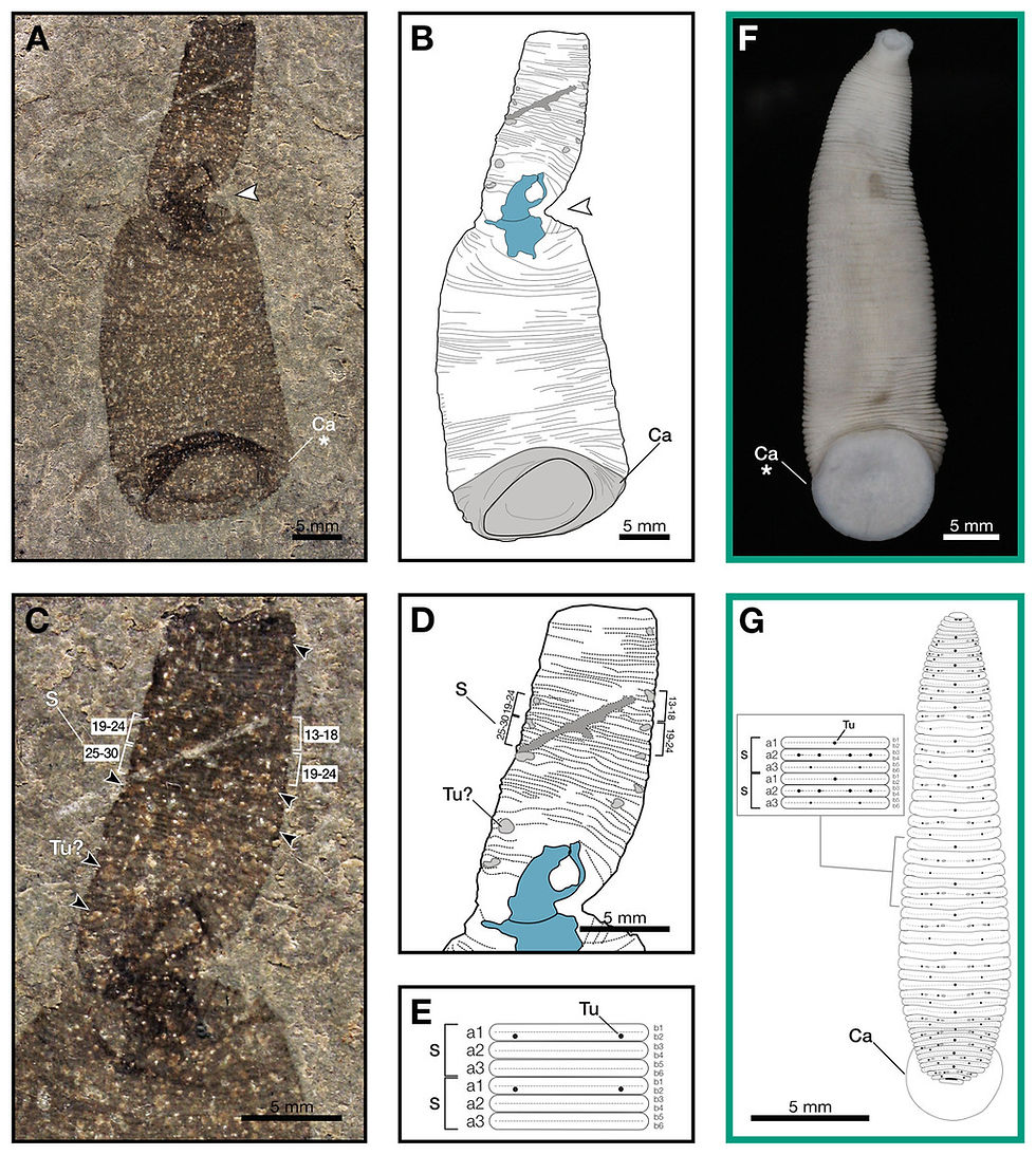 圖 (一) 來自美國威斯康辛州沃基沙市志留紀（蘭多維列世：特利奇期）下布蘭登橋組（沃基沙化石庫）的志留巨蛭（ Macromyzon siluricus gen. et sp. nov.）。 （A）正模標本 UWGM 7056。 （B）基於正模標本繪製的志留巨蛭（Macromyzon siluricus）外部形態示意圖。 （C）前部細部圖，背面視圖，顯示六環節，環帶編號；黑色箭頭指示疑似結節。 （D）前部示意圖，淺灰色部分為結節，S標記為已編號具六環節的體節。 （E）志留巨蛭（M. siluricus）的體節模式示意圖。綠色邊框表示現存的蛭綱動物，用於比較：（F）中華粘蛭（ Myxobdella sinanensis）腹視圖（京都大學動物學收藏，標本 KUZ Z1794）；照片由 T. Nakano 拍攝。 （G）盧氏血舌蛭（ Haementeria lutzi ）示意圖（背面視圖），插圖顯示該物種的體節模式。該標本保存在聖保羅大學動物學博物館（MZUSP 0026）。縮寫：Ca，尾吸盤；S，體節；Tu，結節；Tu?，疑似結節（體節環狀器官）。白色箭頭為標本扭轉點，示意圖中藍色部分為標本扭轉點；標本斷裂處以深灰色標示。帶星號的特徵細節見圖2A、2B。（圖片來源：Danielle de Carle，採用 CC BY 4.0  授權。）